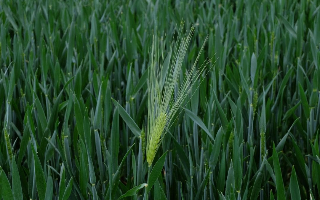 Natural farming is on the up in SA